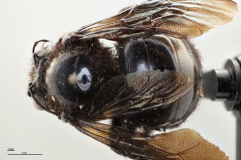 Media type: image;   Entomology 815955 Aspect: habitus dorsal view
